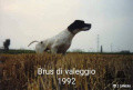 Pedigree BRUS DI VALEGGIO